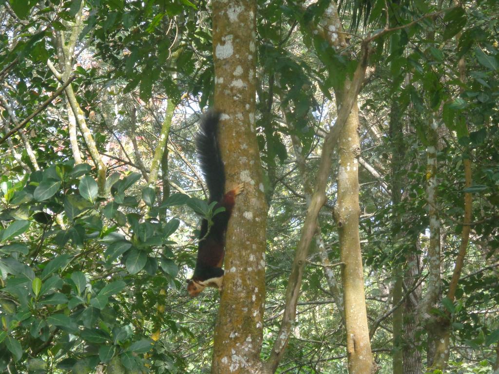 Jungleparadiso Homestay Теккаді Екстер'єр фото