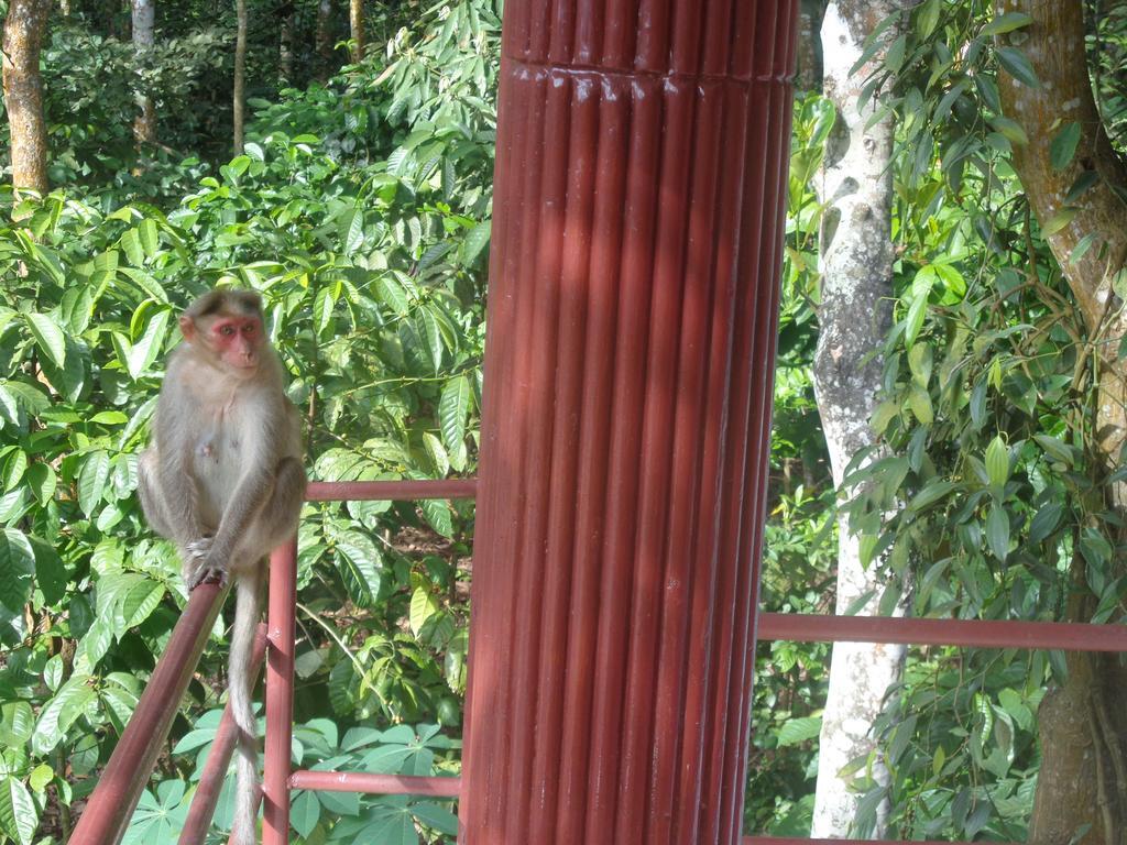 Jungleparadiso Homestay Теккаді Екстер'єр фото